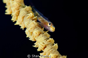 Another goby on whip coral by Stan Flachs 